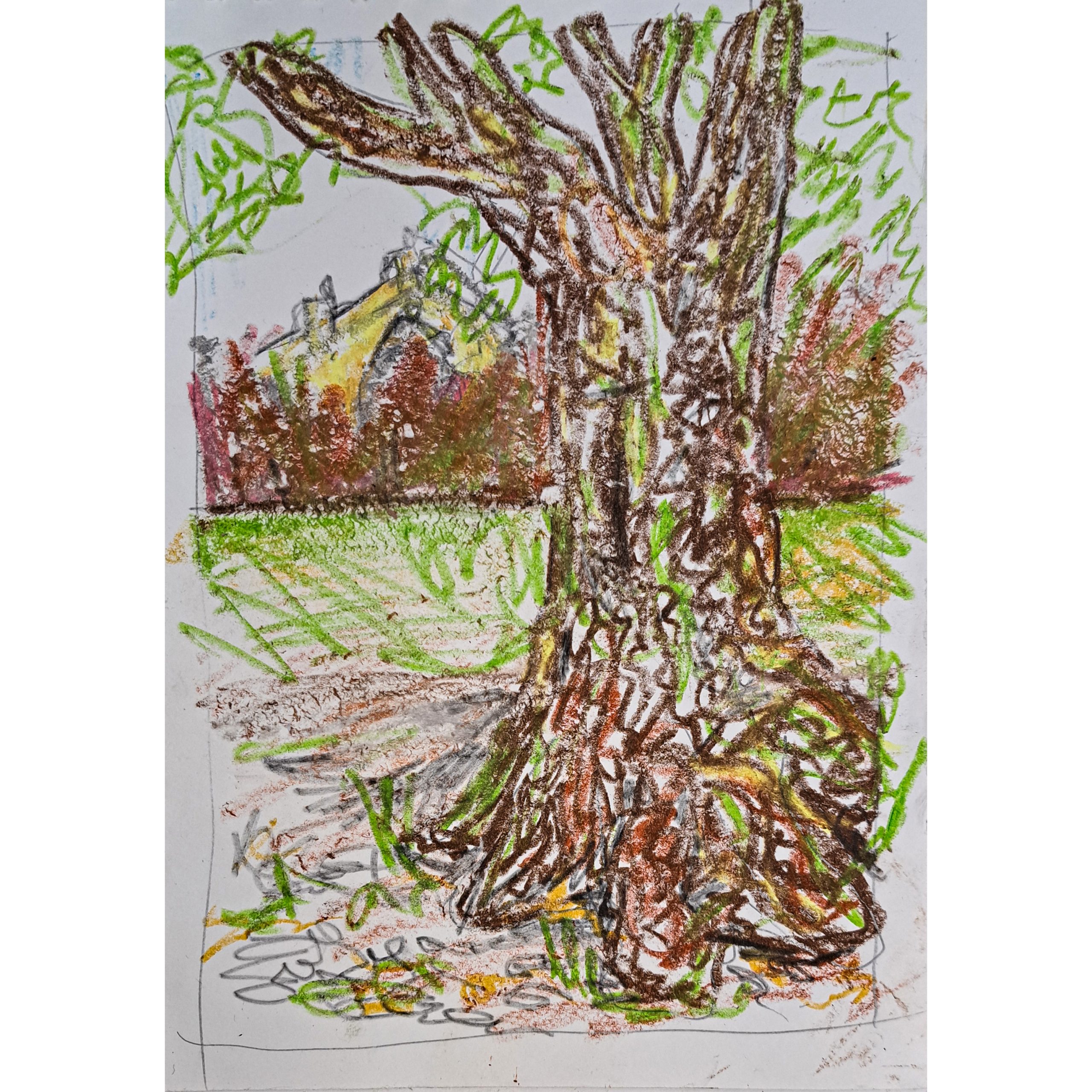 Oak tree sketch