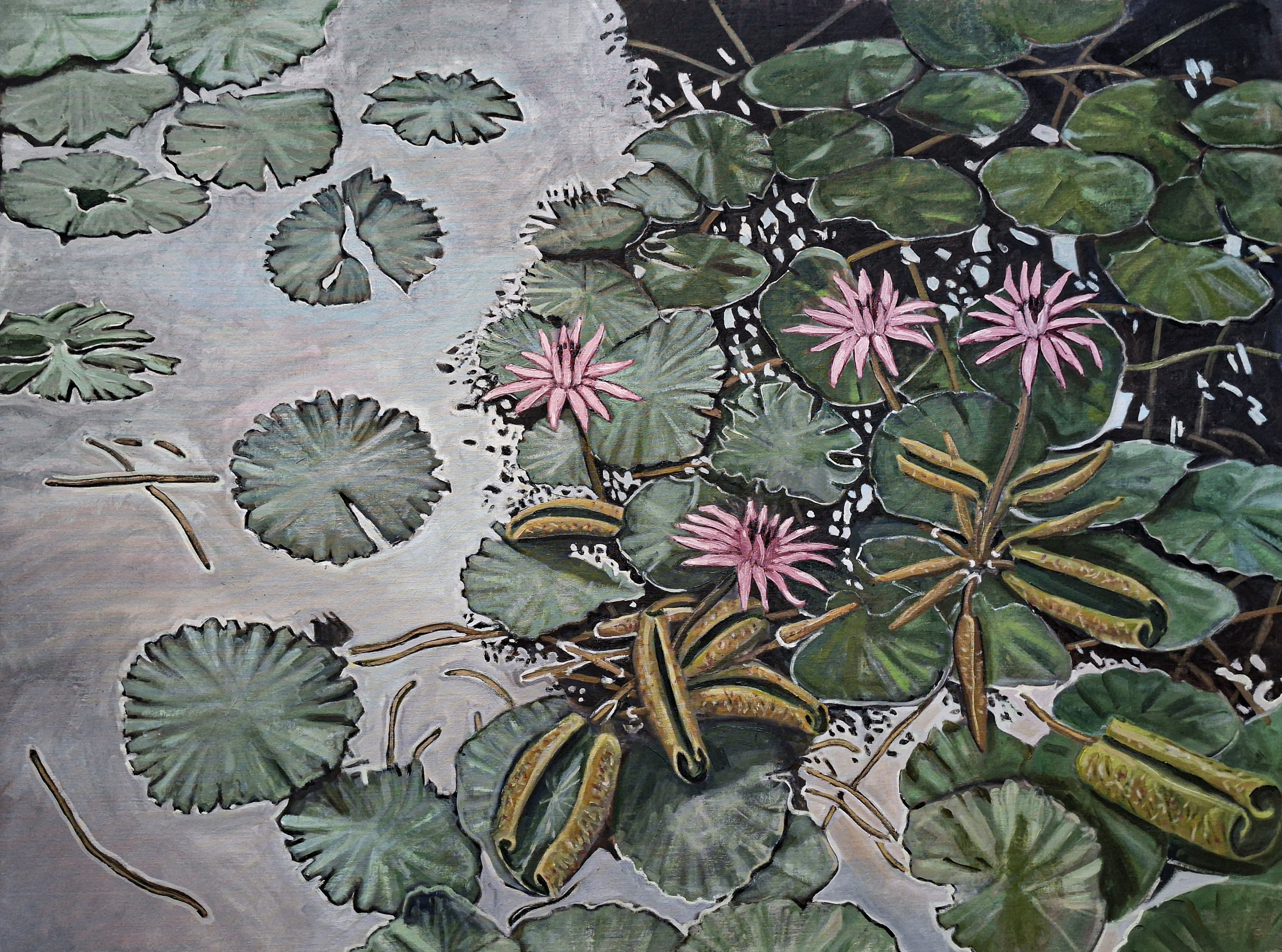 reflections in a lotus pond