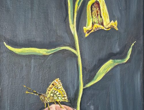 Fritillary Fritillary